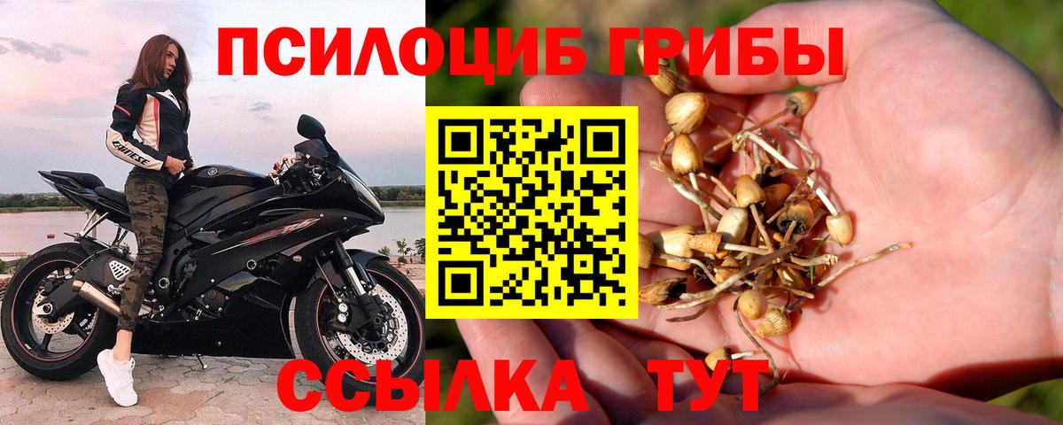 Дятьково  Псилоцибиновые грибы Psilocybe  Вход с VPN 